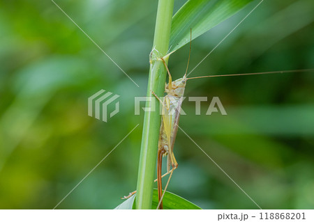 オナガササキリ（メス） 118868201