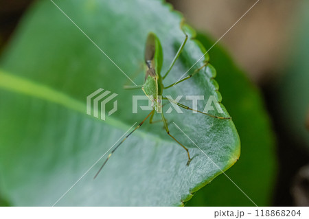 クモヘリカメムシ クモヘリカメムシ 118868204