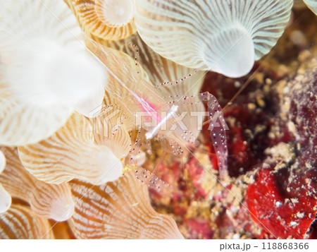 半透明で美しいカザリイソギンチャクエビ(テナガエビ科)。静岡県伊豆半島南伊豆町中木ヒリゾ浜-2023 半透明で美しいカザリイソギンチャクエビ(テナガエビ科)。静岡県伊豆半島南伊豆町中木ヒリゾ浜-2023 118868366