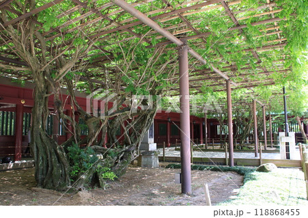 茨城県笠間稲荷神社の天然記念物八重の大藤の木 118868455
