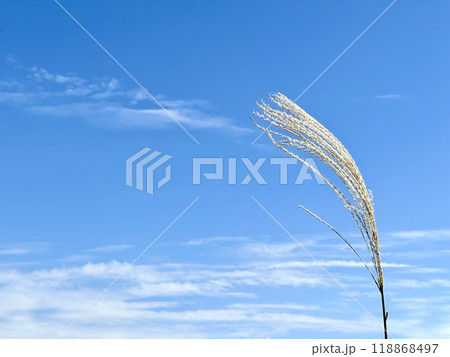 青空とススキ 青空とススキ 118868497