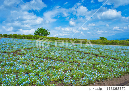 青空の下ネモフィラの花が咲き誇る丘 118868572