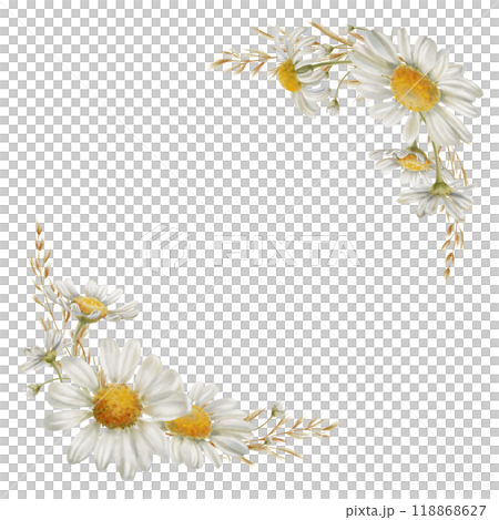 Corner frame from white daisies flowers buds, dried flowers as a symbol of purity, innocence, love, fidelity. Watercolor clipart on transparent background for product design, postcards, calendar Corner frame from white daisies flowers buds, dried flowers as a symbol of purity, innocence, love, fidelity. Watercolor clipart on transparent background for product design, postcards, calendar 118868627