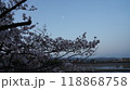 夜明けの桜と月 118868758