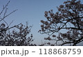 夜明けの桜と遠くの月 118868759
