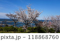 青い海と青い空と満開の桜 118868760