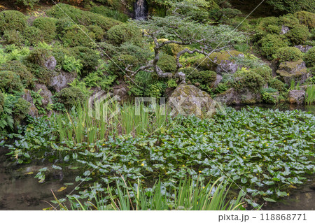光前寺【国指定名勝】黄色いコウホネが咲く池/長野県駒ヶ根市・9月 光前寺【国指定名勝】黄色いコウホネが咲く池/長野県駒ヶ根市・9月 118868771