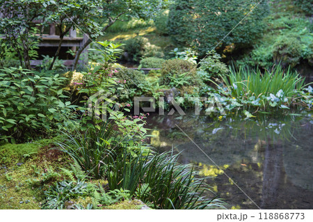 光前寺【国指定名勝】ガクアジサイが咲く池/長野県駒ヶ根市・9月 光前寺【国指定名勝】ガクアジサイが咲く池/長野県駒ヶ根市・9月 118868773