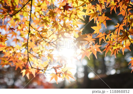 紅葉 118868852