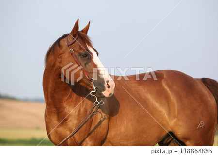 Nice chestnut quarter horse with western bridle 118868885