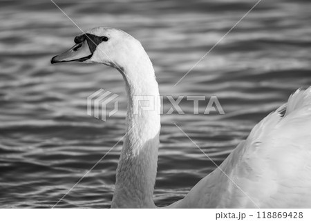 Beautiful elegant white swan swimming in the Danube river in Belgrade, Serbia Beautiful elegant white swan swimming in the Danube river in Belgrade, Serbia 118869428