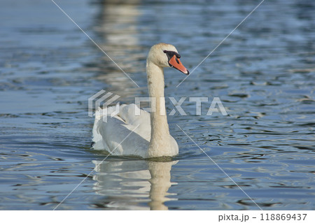 Beautiful elegant white swans swimming in the Danube river in Belgrade, Serbia 118869437