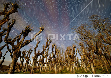 Katvari linden trees with startrails Katvari linden trees with startrails 118869507