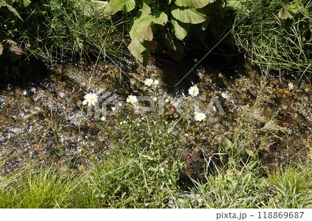 畦道の水路脇に咲くひなげしの花 畦道の水路脇に咲くひなげしの花 118869687