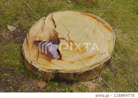 伐採された木 118869778