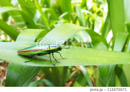 タマムシ（ヤマトタマムシ） 118870071