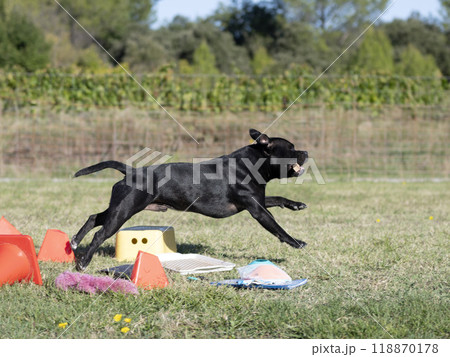 staffordshire bull terrier training staffordshire bull terrier training 118870178