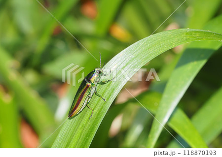 タマムシ(ヤマトタマムシ) タマムシ(ヤマトタマムシ) 118870193