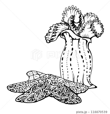 Marine life, sea ocean underwater creatures fish, shells algae seaweed, Ink and pen sketch hand drawn. Composition illustration, stylized, isolated on white. For zoo shop, aquarium, cosmetics, resort 118870539