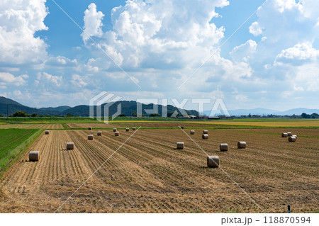 稲ホールクロップサイレージ 118870594