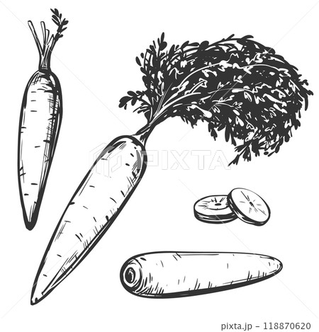 Set of vector carrot sketches. Whole vegetable with leaves and sliced pieces. Hand drawn natural farm food in engraving style. Harvest and agriculture. Edible root vegetable. Vegetarian food. 118870620
