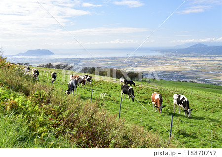 秋の北海道七飯町城岱牧場で放牧中の牛のいる風景を撮影 秋の北海道七飯町城岱牧場で放牧中の牛のいる風景を撮影 118870757