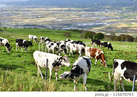 秋の北海道七飯町城岱牧場で放牧中の牛のいる風景を撮影 118870763