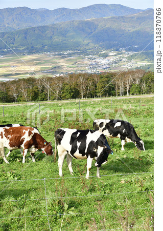 秋の北海道七飯町城岱牧場で放牧中の牛のいる風景を撮影 118870766