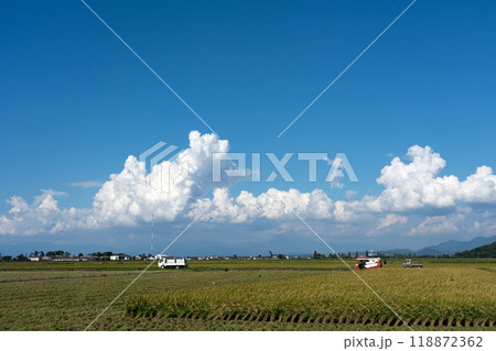 早生品種の収穫期の近江盆地、湖東地方の水田地帯の様子 118872362