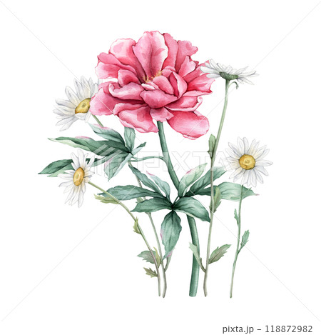 Watercolor bouquet of delicate pink peony and chamomile flowers in full bloom. Hand drawn illustration beautiful floral flowers daisy. Summer botanical plant on isolated. Elements for design Watercolor bouquet of delicate pink peony and chamomile flowers in full bloom. Hand drawn illustration beautiful floral flowers daisy. Summer botanical plant on isolated. Elements for design 118872982