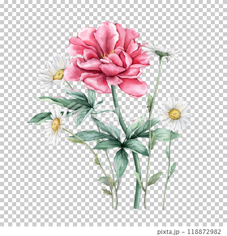Watercolor bouquet of delicate pink peony and chamomile flowers in full bloom. Hand drawn illustration beautiful floral flowers daisy. Summer botanical plant on isolated. Elements for design Watercolor bouquet of delicate pink peony and chamomile flowers in full bloom. Hand drawn illustration beautiful floral flowers daisy. Summer botanical plant on isolated. Elements for design 118872982