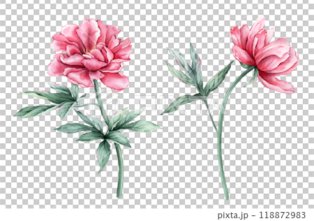 Watercolor set of succulent pink peony flowers in full bloom. Hand drawn illustration beautiful floral clipart. Summer botanical plant on isolated. Elements for design invitations anniversary. 118872983