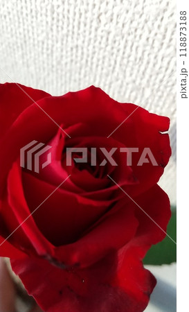 赤い薔薇 赤い薔薇 118873188