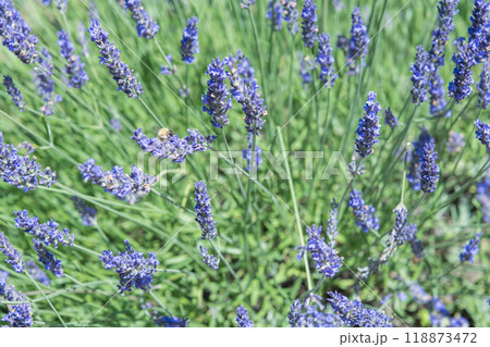 【ラベンダー畑　グロッソと蜂】 118873472