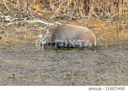 突然現れた渡良瀬遊水地のイノシシ 突然現れた渡良瀬遊水地のイノシシ 118873492