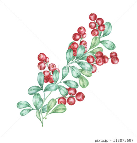Lingonberries watercolor clipart frame depicting a sprig of red berries with green leaves. Nordic cowberry Perfect for seasonal greeting cards, invitations, and holiday-themed digital projects Lingonberries watercolor clipart frame depicting a sprig of red berries with green leaves. Nordic cowberry Perfect for seasonal greeting cards, invitations, and holiday-themed digital projects 118873697