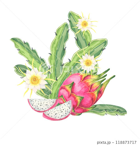 Dragon fruit watercolor clipart featuring two pink fruits, one cut open to display white flesh with black seeds, and yellow flowers. Ideal for recipe cards, food blogs, and botanical-themed projects 118873717