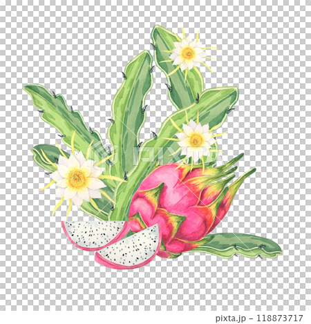 Dragon fruit watercolor clipart featuring two pink fruits, one cut open to display white flesh with black seeds, and yellow flowers. Ideal for recipe cards, food blogs, and botanical-themed projects 118873717