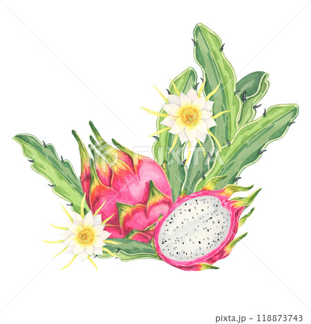 Pitahaya watercolor clipart featuring a whole fruit with green cactus leaves, along with delicate yellow flowers. Ideal for food-related designs, digital art, and botanical illustrations Pitahaya watercolor clipart featuring a whole fruit with green cactus leaves, along with delicate yellow flowers. Ideal for food-related designs, digital art, and botanical illustrations 118873743