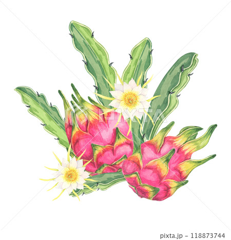 Dragon fruit watercolor clipart featuring two whole pink fruits with green cactus leaves and flowers, highlighting their vibrant color. Ideal for use in food blogs, kitchen decor, and botanical prints Dragon fruit watercolor clipart featuring two whole pink fruits with green cactus leaves and flowers, highlighting their vibrant color. Ideal for use in food blogs, kitchen decor, and botanical prints 118873744