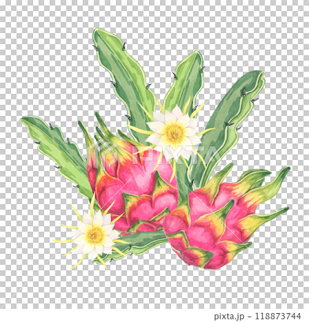 Dragon fruit watercolor clipart featuring two whole pink fruits with green cactus leaves and flowers, highlighting their vibrant color. Ideal for use in food blogs, kitchen decor, and botanical prints 118873744