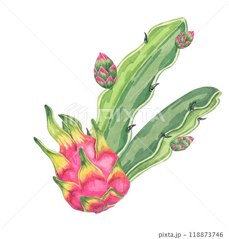 Pitahaya watercolor clipart featuring a whole dragon fruit with green succulent leaves, along with small cactus buds. Ideal for food-related designs, digital art, and botanical illustrations Pitahaya watercolor clipart featuring a whole dragon fruit with green succulent leaves, along with small cactus buds. Ideal for food-related designs, digital art, and botanical illustrations 118873746