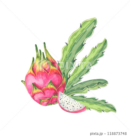 Dragon fruit watercolor clipart showing a whole pink fruit and a cut half, revealing the white flesh with black seeds. Suitable for culinary illustrations, recipe cards, and food-related merchandise. Dragon fruit watercolor clipart showing a whole pink fruit and a cut half, revealing the white flesh with black seeds. Suitable for culinary illustrations, recipe cards, and food-related merchandise. 118873748