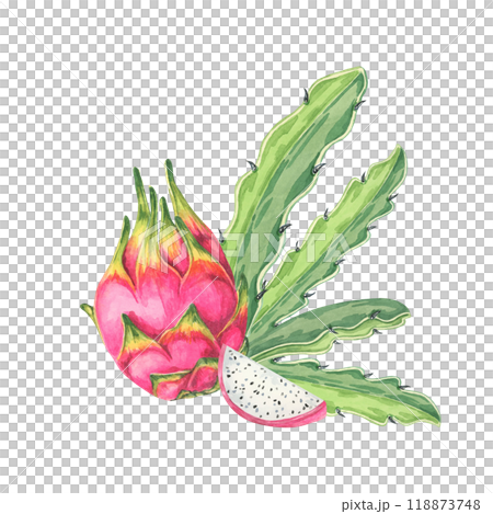 Dragon fruit watercolor clipart showing a whole pink fruit and a cut half, revealing the white flesh with black seeds. Suitable for culinary illustrations, recipe cards, and food-related merchandise. Dragon fruit watercolor clipart showing a whole pink fruit and a cut half, revealing the white flesh with black seeds. Suitable for culinary illustrations, recipe cards, and food-related merchandise. 118873748