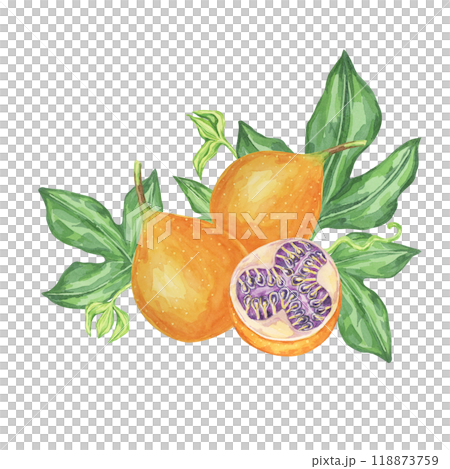 Sweet granadilla watercolor clipart shows two orange fruits with green leaves and a sliced fruit revealing the seeds. Perfect for culinary illustrations, kitchen wall art, and botanical prints Sweet granadilla watercolor clipart shows two orange fruits with green leaves and a sliced fruit revealing the seeds. Perfect for culinary illustrations, kitchen wall art, and botanical prints 118873759