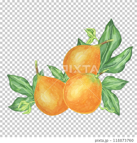 Sweet granadilla watercolor clipart shows three orange maracuja fruits, complete with green leaves. Ideal for product labels, kitchen decor, and educational materials about exotic fruits 118873760