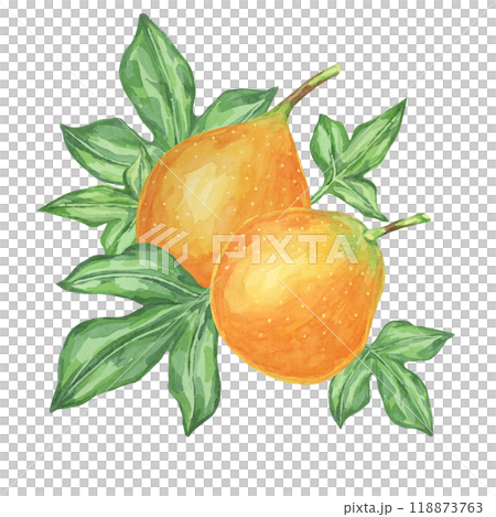 Sweet granadilla watercolor clipart presents two orange maracuja fruits with leaves. Illustration for designing food packaging, educational posters, and fruit-themed art projects Sweet granadilla watercolor clipart presents two orange maracuja fruits with leaves. Illustration for designing food packaging, educational posters, and fruit-themed art projects 118873763