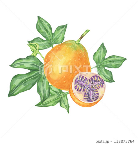 Sweet granadilla watercolor clipart portrays a single orange maracuja with green leaves and a sliced fruit. Perfect for culinary blogs, recipe books, and nature-themed projects 118873764
