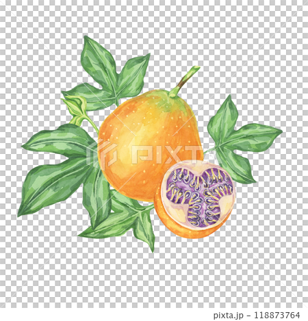 Sweet granadilla watercolor clipart portrays a single orange maracuja with green leaves and a sliced fruit. Perfect for culinary blogs, recipe books, and nature-themed projects 118873764