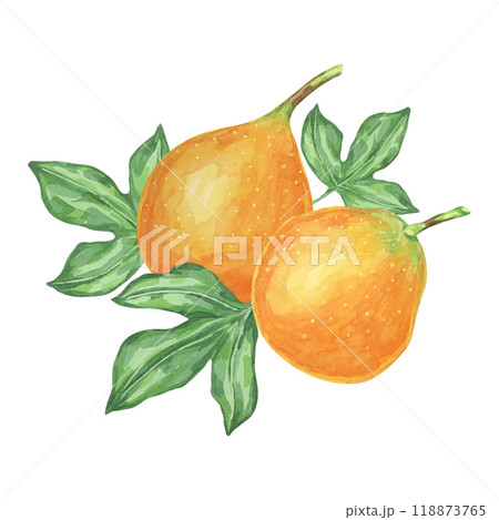 Sweet granadilla watercolor clipart includes two ripe orange fruits with leaves. Use this detailed clipart in digital art, print media, or as decorative elements in food and botanical illustrations 118873765